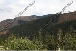 photo texture of background forest 0006